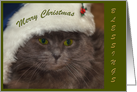 Merry Christmas-grey cat card