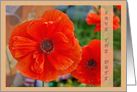 Save the Date-Poppies card