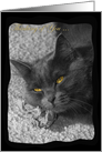 Thinking of You-Grey Cat card