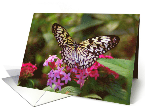 Blank Card-Butterfly card (815125)