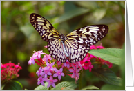 Blank Card-Butterfly card