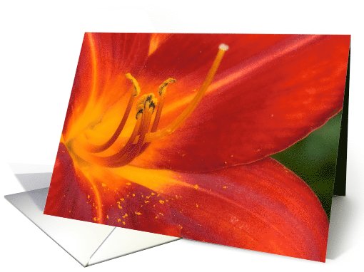 Blank Card-Flower card (815127)
