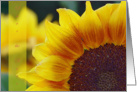 Invitation-Sunflowers card