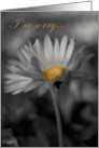 Apology-Flower Daisy card