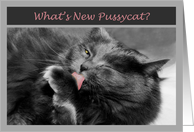 Get Well-Grey cat card