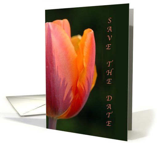 Anniversary Invitation-Pink Tulip card (891645)