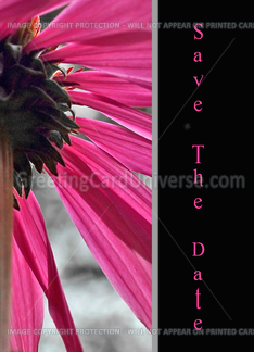 Save the Date-Pink Cone flower