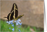 Beautiful butterfly for your special note card