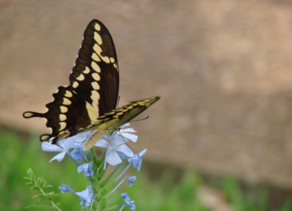 Beautiful butterfly...