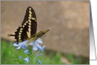 Beautiful butterfly for your special note card