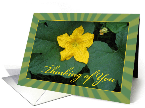 Single Yellow Flower - Thinking of You - Pumpkin Flower card (828908)