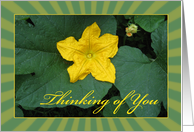 Single Yellow Flower - Thinking of You - Pumpkin Flower card