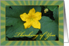 Single Yellow Flower - Thinking of You - Pumpkin Flower card