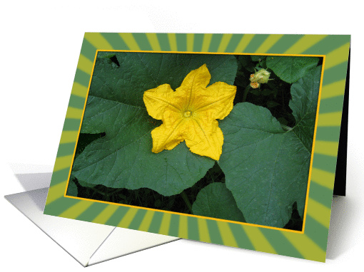 Single Yellow Flower - Pumpkin Flower card (828909)
