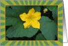 Single Yellow Flower - Pumpkin Flower card