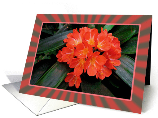 Red Flowers-Clivia in Bloom card (828910)