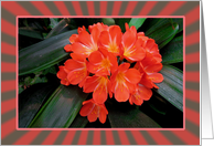 Red Flowers-Clivia in Bloom card