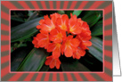 Red Flowers-Clivia in Bloom card
