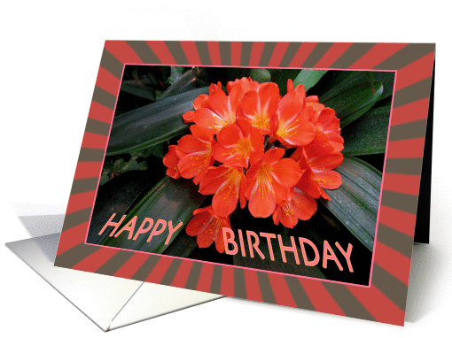 Red Flower - Birthday - Single Red Flower - Exotic Plant card (828913)