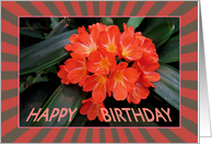 Red Flower - Birthday - Single Red Flower - Exotic Plant card