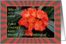 Red Flower -Thinking of You - Single Red Flower - keep in touch card