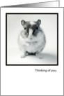 Thinking of You, Tiny Gerbil Greetings card