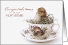 Congratulations New Home, Teacup Chick card