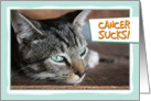 Cancer Sucks, Sad Cat card