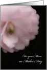 Mother’s Day for Mom, Pink Camellia Flower card