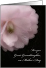 Mother’s Day for Great-Granddaughter, Pink Camellia Flower card
