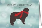 Merry Christmas, Newfoundland in Red Scarf, Bokeh Effect card