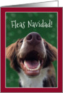 Fleas Navidad! Humorous Dog at Christmas card