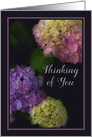 Thinking of You, Lovely Hydrangea card