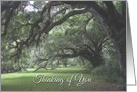 Thinking of You, Spanish Moss on Live Oaks card