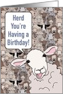 Funny Birthday Card with Flock of Sheep card