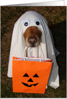 Happy Halloween, Did Someone Say Treats? Dog in Ghost Costume card