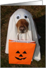 Happy Halloween, Did Someone Say Treats? Dog in Ghost Costume card