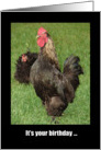 Happy Birthday, Strut Your Stuff! Rooster card