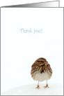 Thank You, You’re Too Too Tweet, Sparrow card