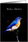 Eastern Bluebird Blank Note Card