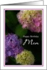 Happy Birthday Mom, Pretty Hydrangia Card