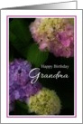 Happy Birthday Grandma, Pretty Hydrangia Card
