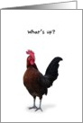 What’s Up, Checking In, Funny Rooster Card