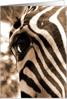 Eye of the Zebra, Black & White Photo Note Card