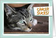 Cancer Sucks, Sad Cat card