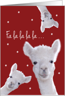 Humorous Christmas Carol Card with Llamas & Snowflakes card