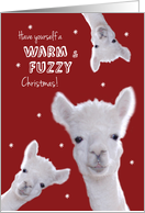 Humorous Warm & Fuzzy Christmas Card with Llamas card