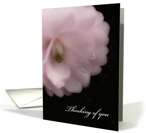 Thinking of You, Pink Camellia Blank card (1323328)