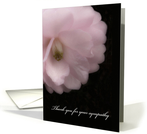 Thank You for Your Sympathy, Pink Camellia Flower card (1323482)