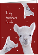 Assistant Coach, Warm Fuzzy Llama Christmas card
